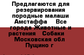 Предлагаются для резервирования породные малаши Амстаффа  - Все города Животные и растения » Собаки   . Московская обл.,Пущино г.